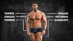 entrainement musculation full body